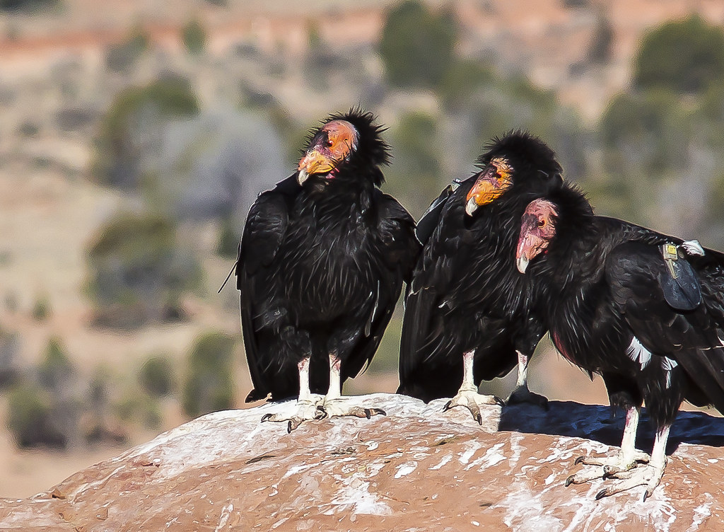 Three California condors perched on a rock.
