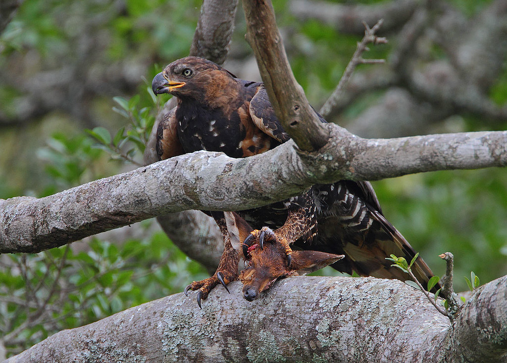 A crowned eagle with brown and black plumage perches on a branch with prey.