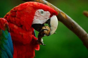 Vibrant scarlet macaw close-up, showcasing its vivid feathers while eating a nut outdoors.