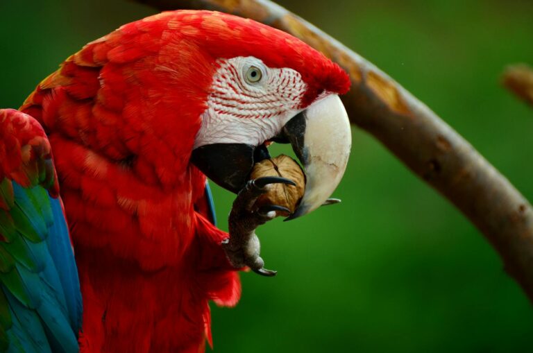 Vibrant scarlet macaw close-up, showcasing its vivid feathers while eating a nut outdoors.