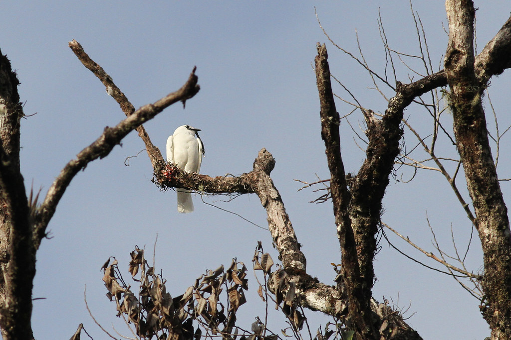 A White Bellbird perches on a branch in a bare tree.