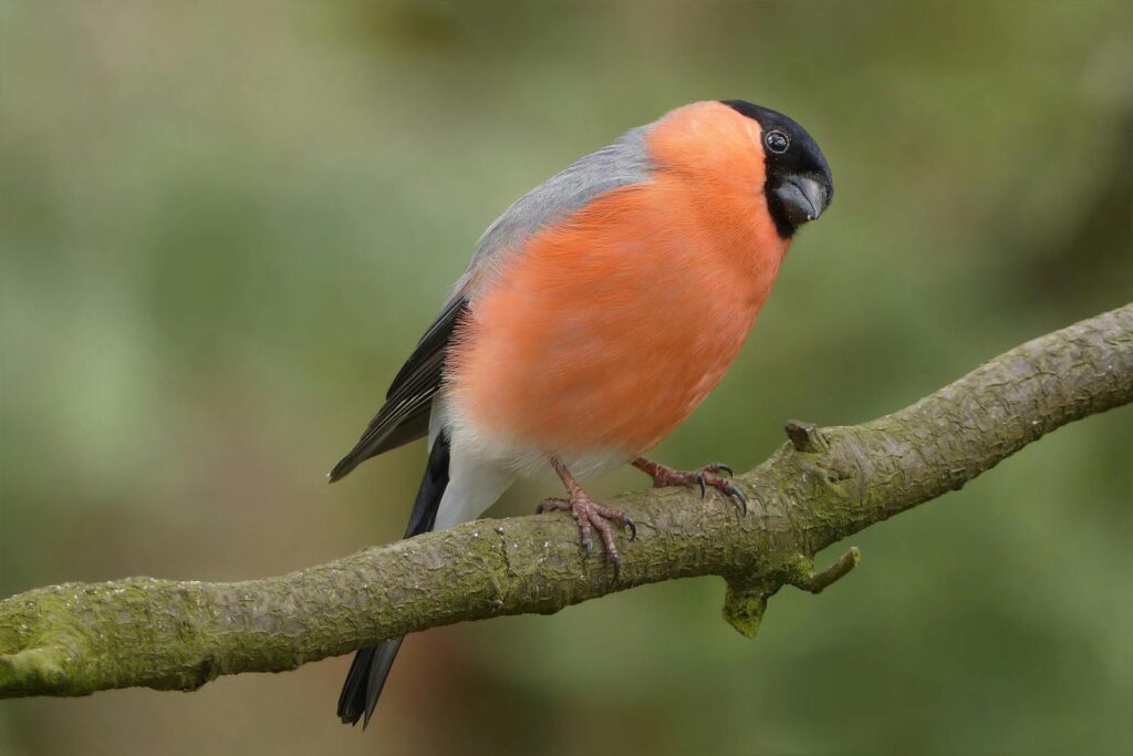 Close-up of a vibrant Eurasian bullfinch perched on a branch against a soft green background.