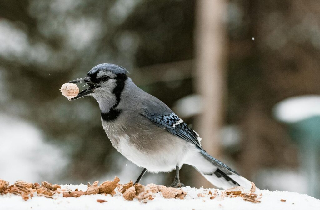 Close-up of a Blue Jay eating a peanut in the snow, showcasing wildlife in winter.