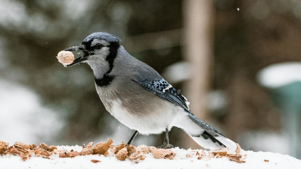 Close-up of a Blue Jay eating a peanut in the snow, showcasing wildlife in winter.