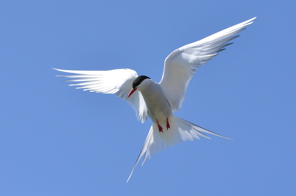 An Arctic tern with white plumage, a black cap, and a red beak flies against a clear blue sky.