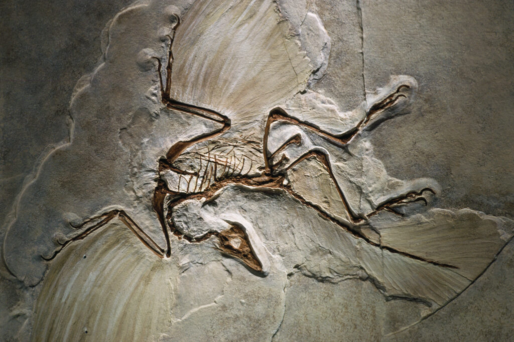 A fossil of Zhenyuanlong suni, a feathered dinosaur, is preserved in gray rock.