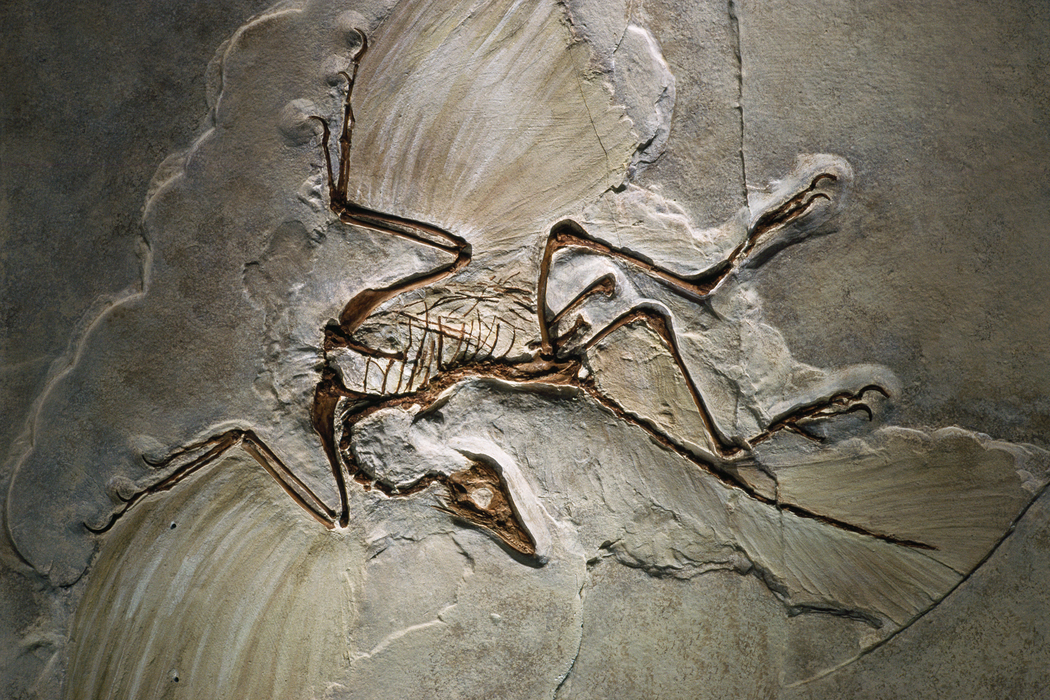 A fossil of Zhenyuanlong suni, a feathered dinosaur, is preserved in gray rock.