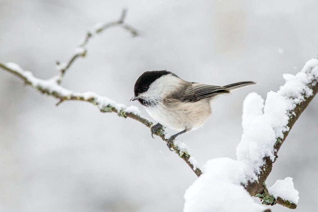 Close-up of a willow tit perched on a snow-covered branch during winter.