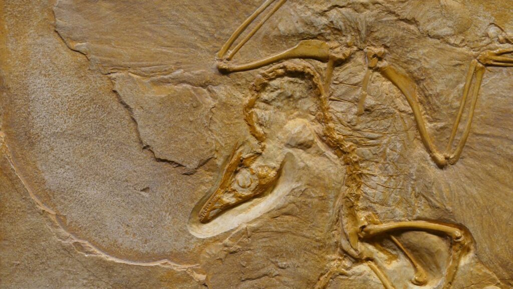 A archaeopteryx fossil showcasing detailed bone structure.