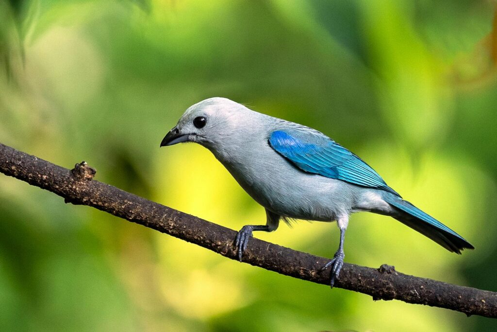 A blue-gray tanager with soft grey and vibrant blue plumage perches on a branch.