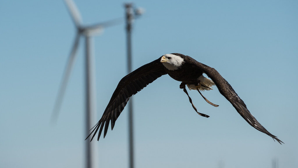 A bald eagle with dark body and white head flies in front of blurred wind turbines.