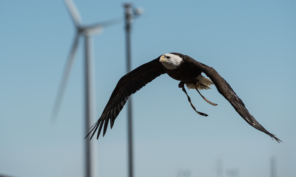 A bald eagle with dark body and white head flies in front of blurred wind turbines.