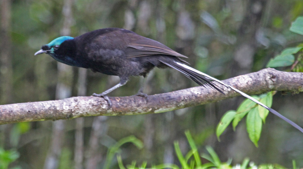 A male ribbon-tailed astrapia with a vibrant turquoise head perches on a branch.