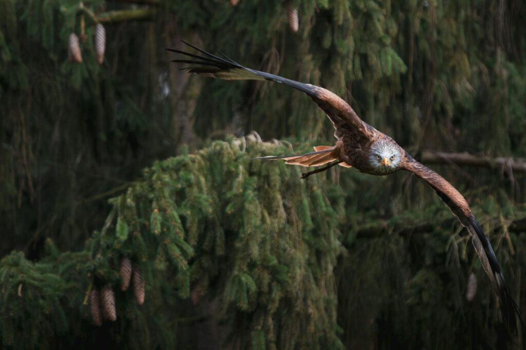 Red kite bird in flight showing wingspan against lush forest backdrop.