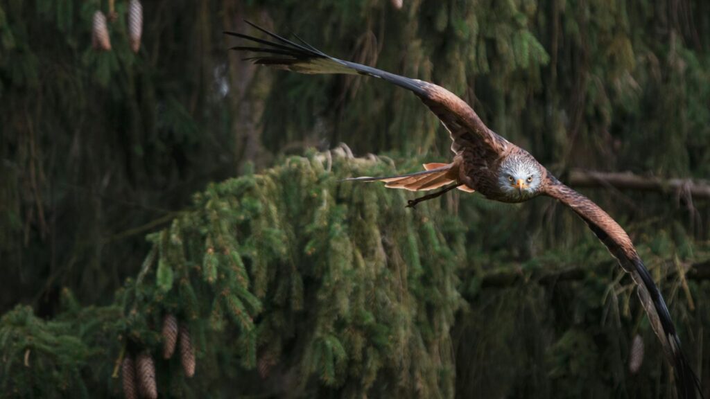 Red kite bird in flight showing wingspan against lush forest backdrop.