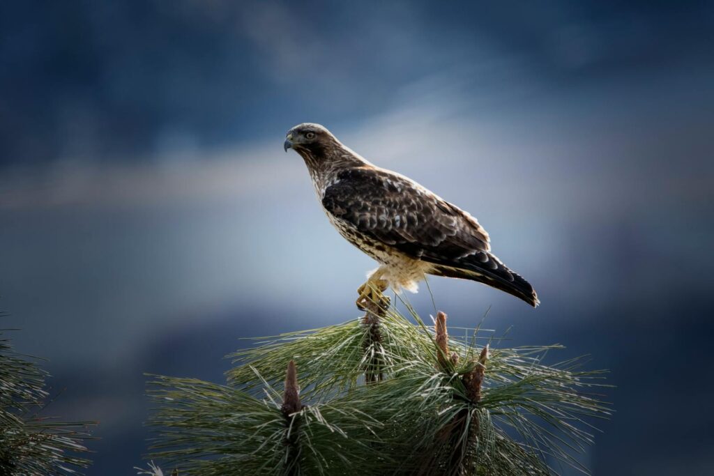 A majestic red-tailed hawk perched on a pine branch against a blurred landscape background.