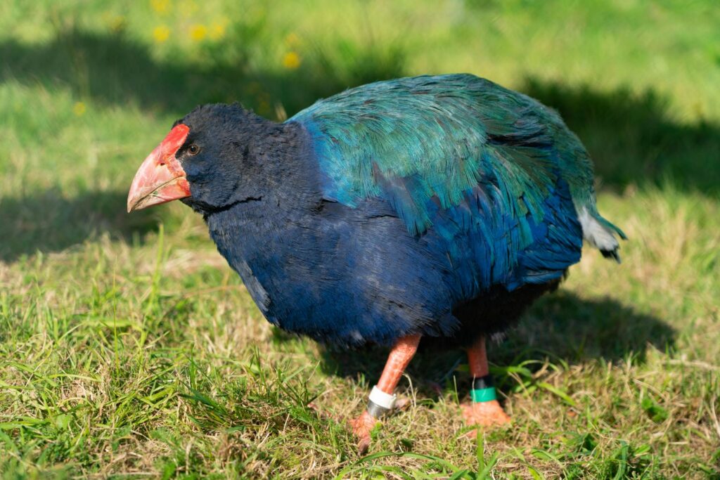 Close-up of a rare Takahe bird with vibrant plumage standing on grass in its natural habitat.