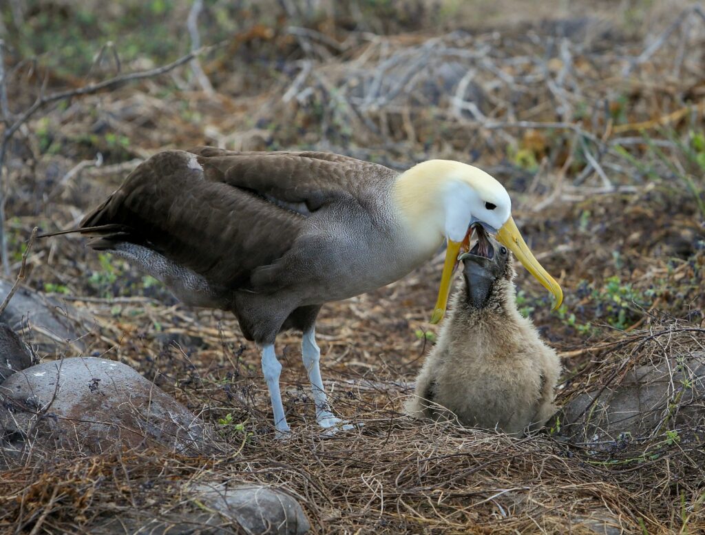 A Waved albatross feeds its fluffy chick, which looks up with its beak open.