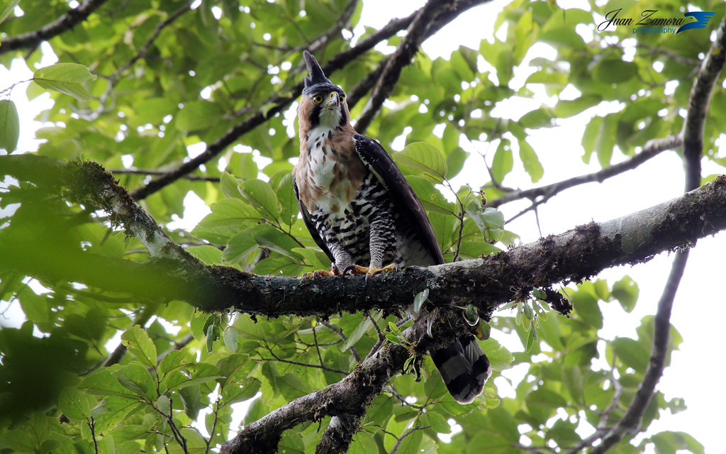 An ornate hawk-eagle with a prominent crest perches on a mossy branch.