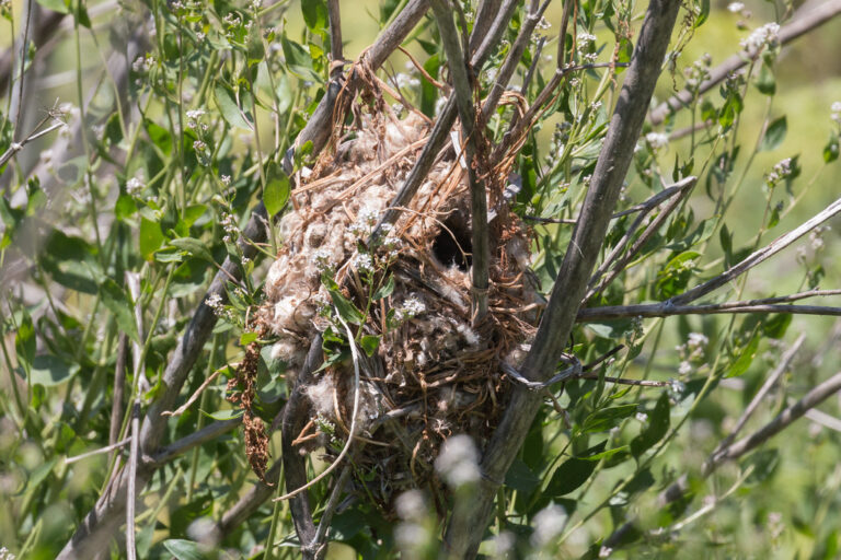 A small, cup-shaped vireo nest is nestled within the branches of a leafy plant.