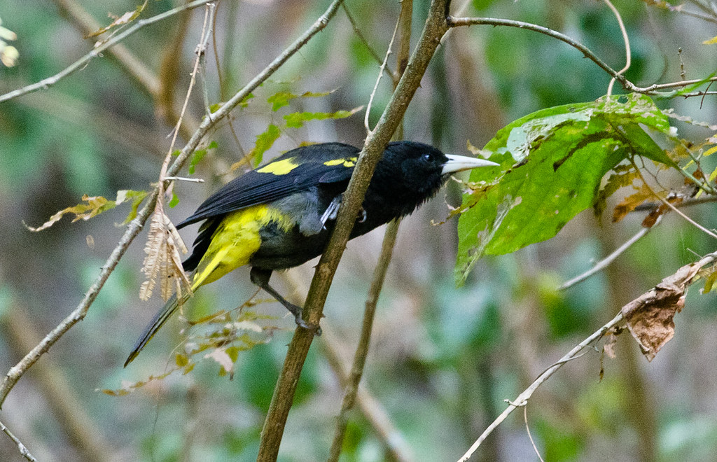 A Yellow-winged Cacique clings to a slender branch.