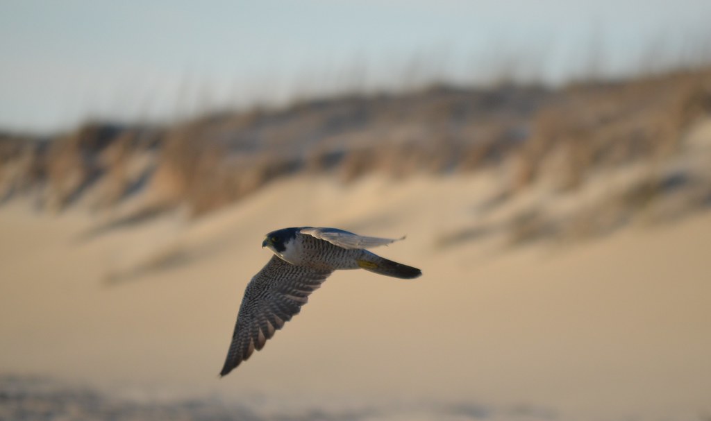 A Peregrine Falcon with grey and white plumage flies against a blurred background.