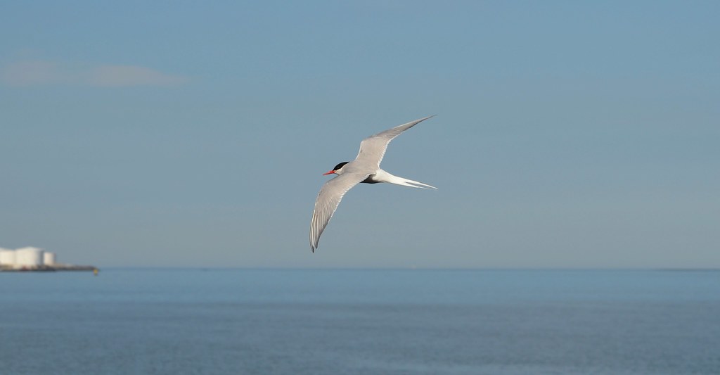 A common tern with gray wings, a black cap, and a red beak flies over a calm sea.