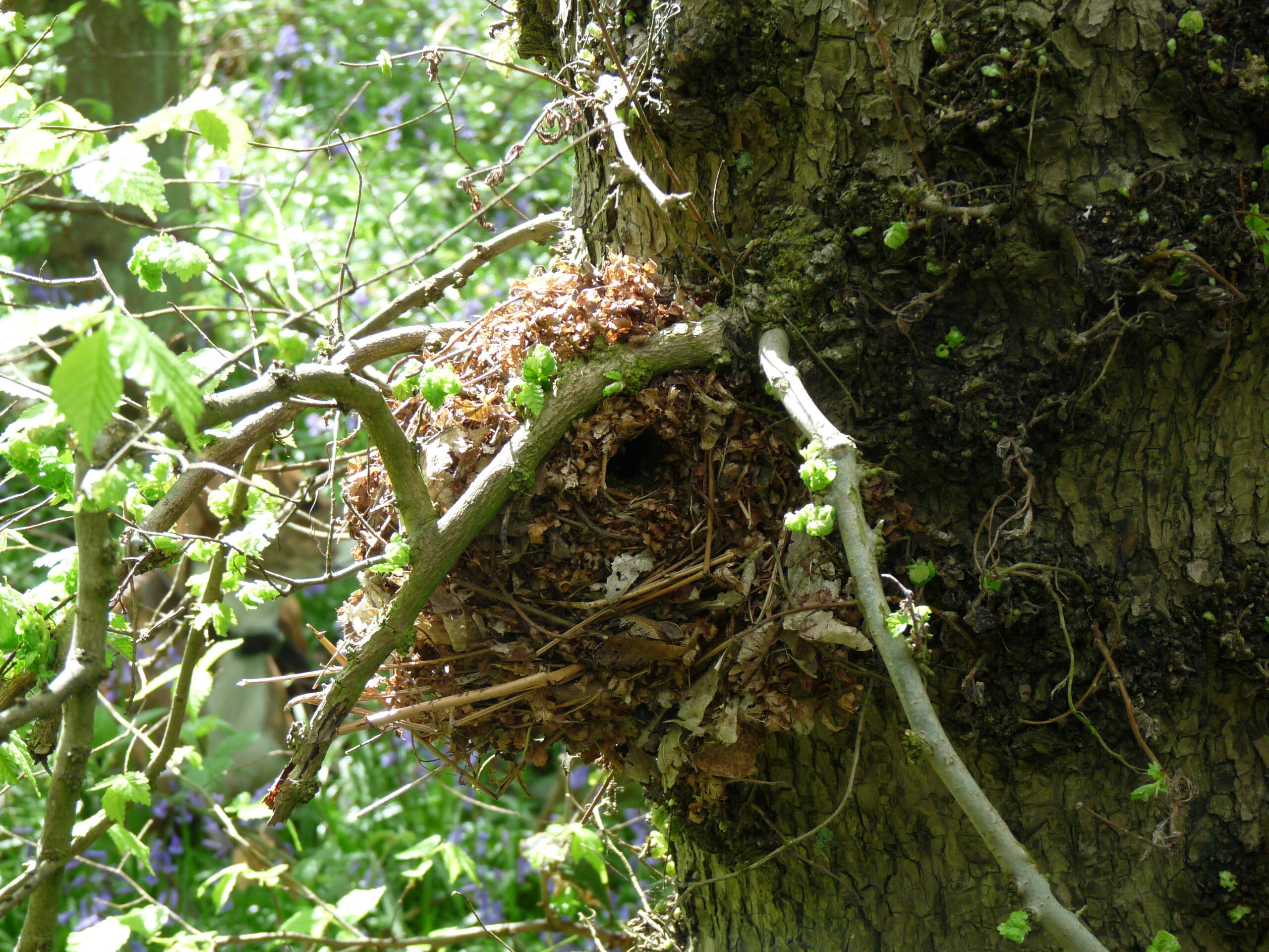 A wren's nest, constructed from leaves and twigs, is nestled in the fork of a tree branch.