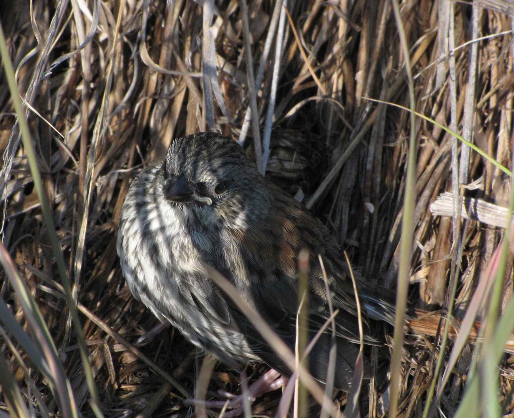 A Song Sparrow nestled amongst dry grasses.
