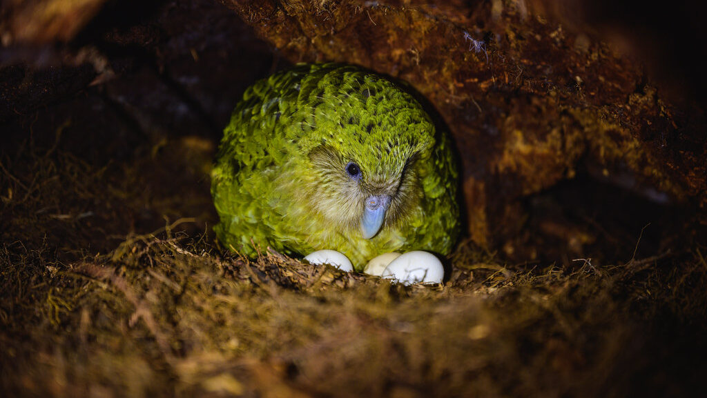 A green and yellow kākāpō sits on two white eggs in a nest on the ground.