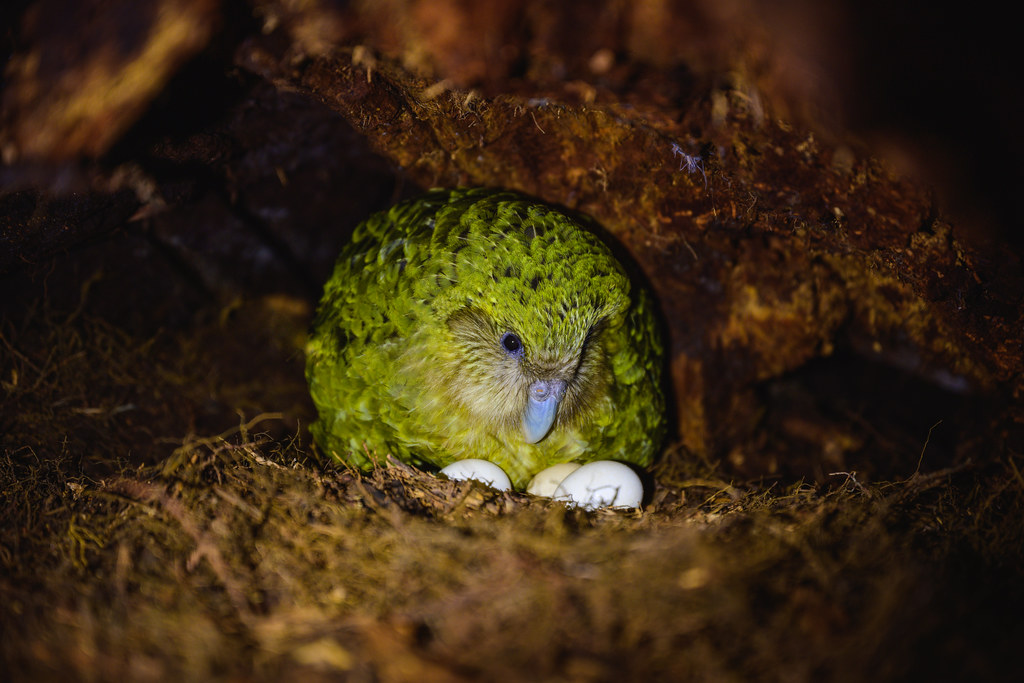 A green and yellow kākāpō sits on two white eggs in a nest on the ground.