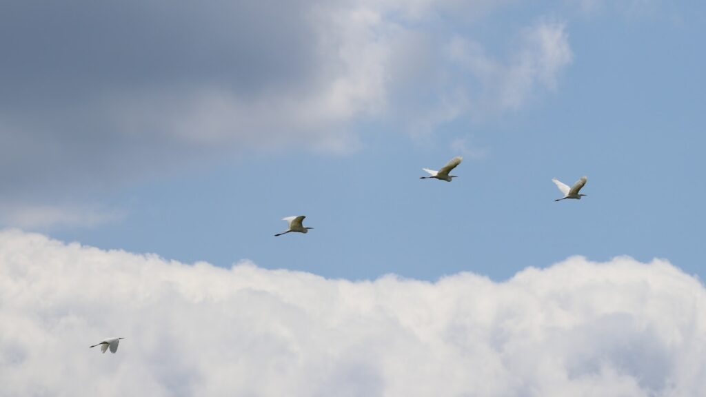 Three Great Egrets with white plumage fly against a blue sky with fluffy white clouds.