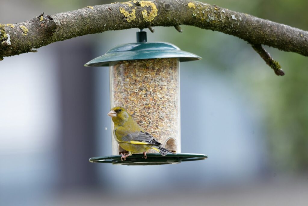 A European greenfinch perches on a cylindrical bird feeder.