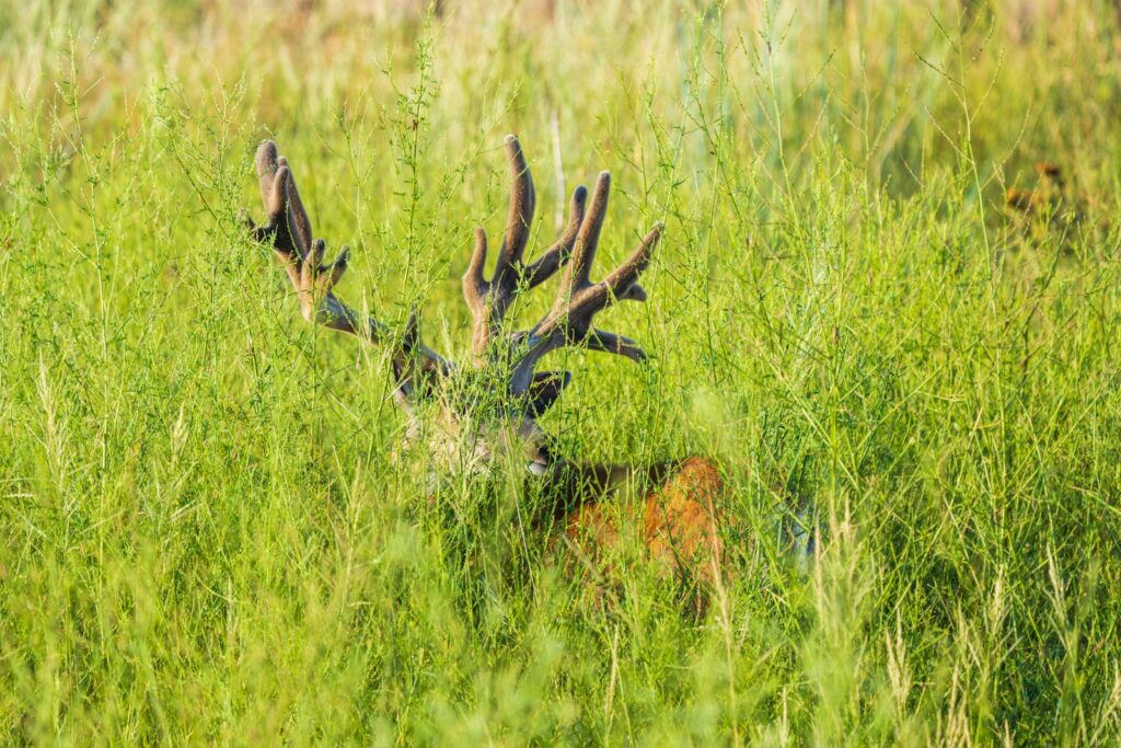 A deer that is standing in the grass