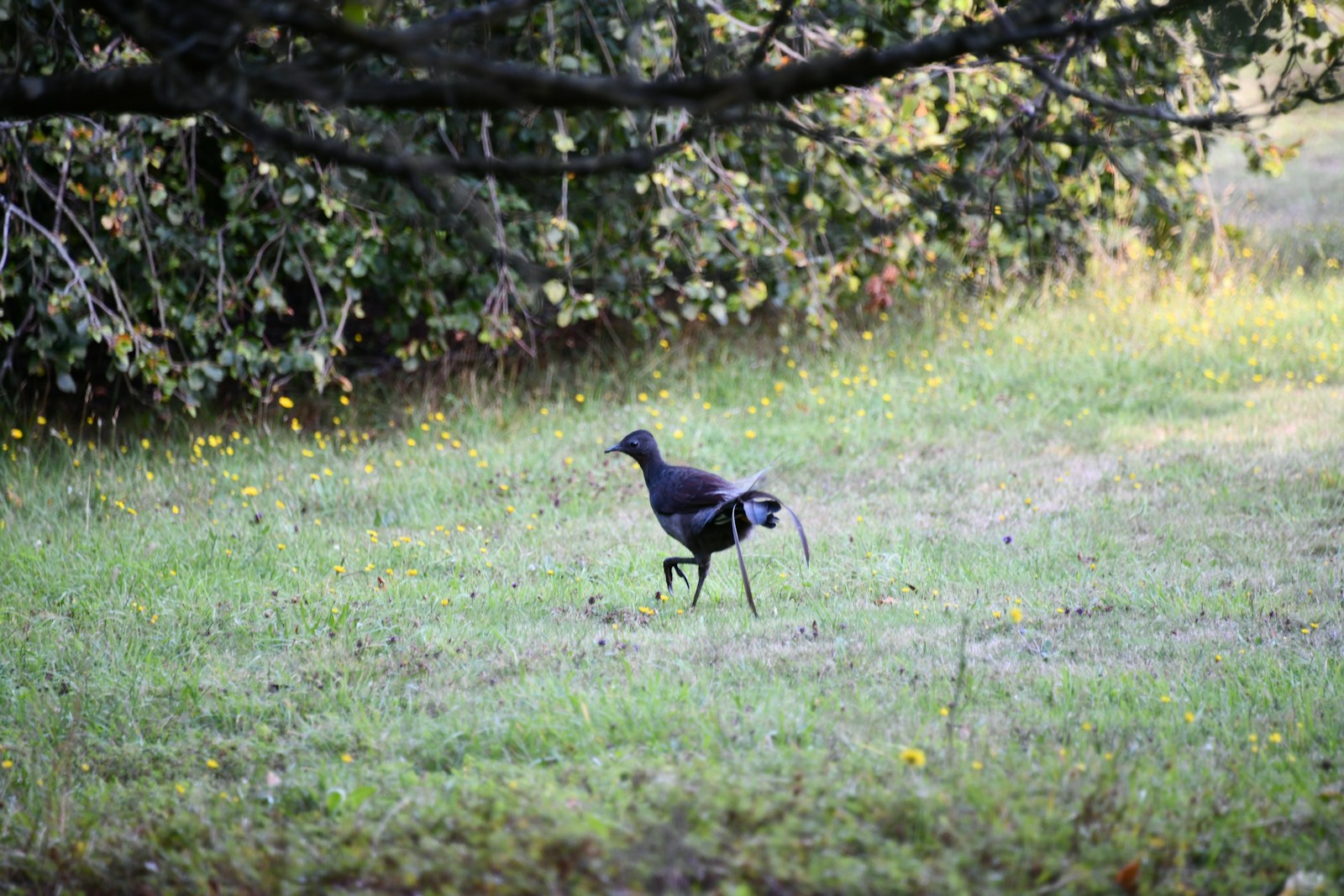 A large bird walking across a lush green field.