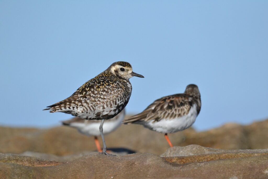 Three Plovers stand on rocky ground.
