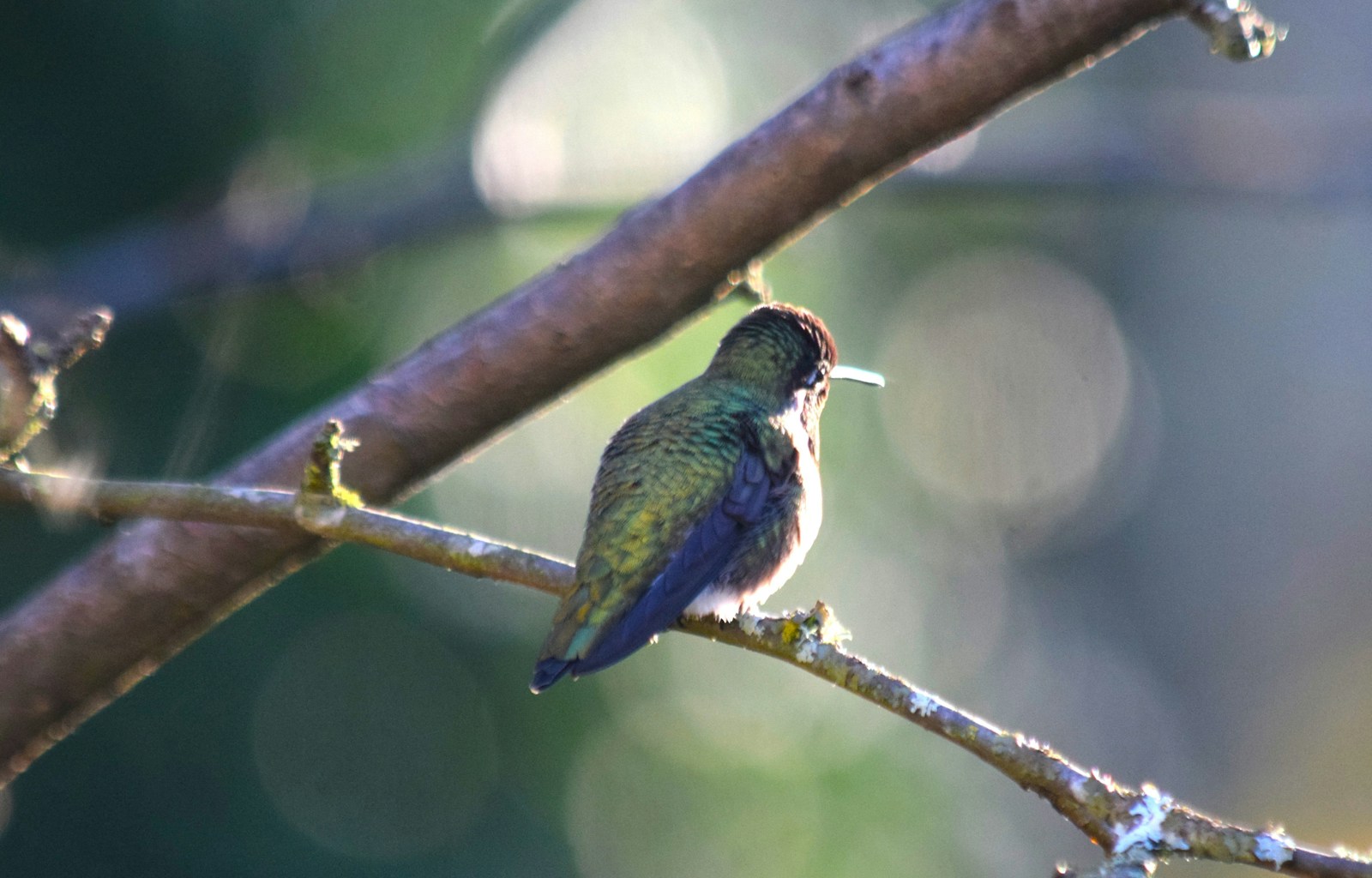 A tiny bee hummingbird rests on a slender branch.
