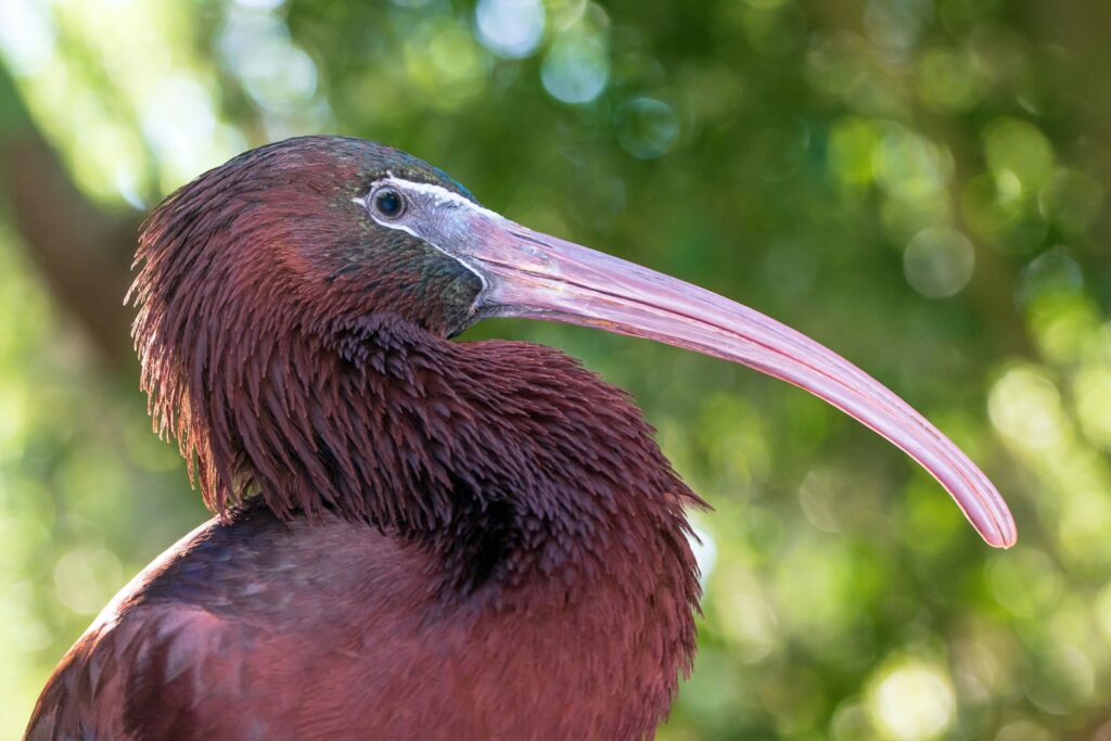 A glossy ibis displays its curved bill and iridescent plumage in a close-up portrait.