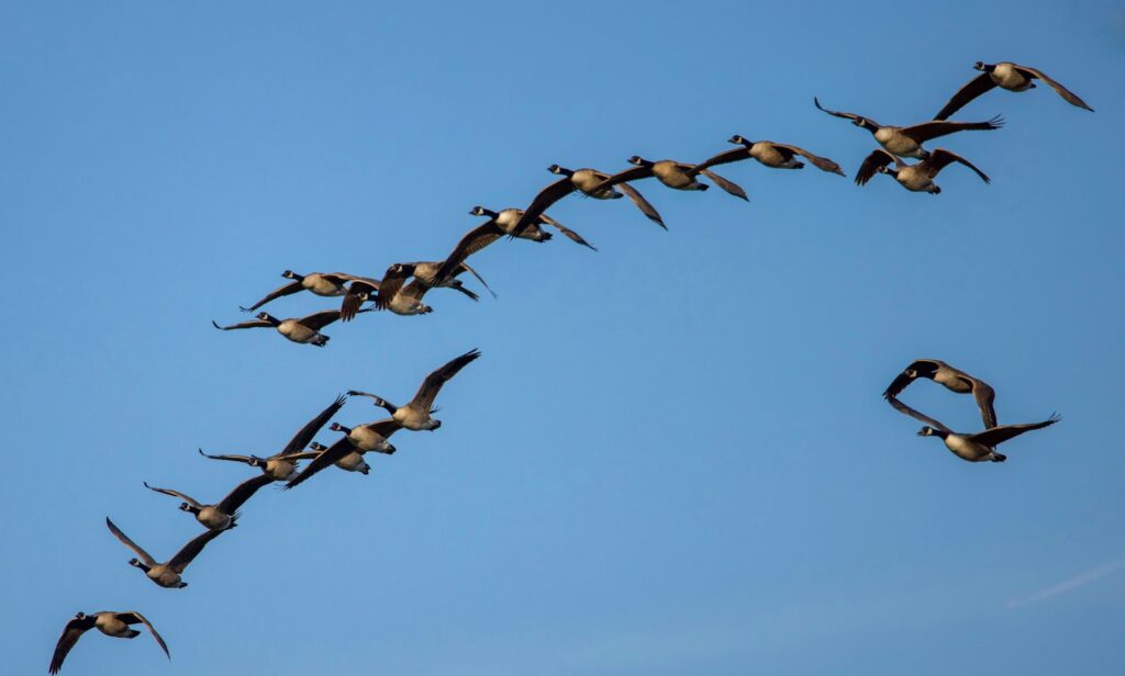 A skein of Canada Geese flies in a V-formation across a clear blue sky.