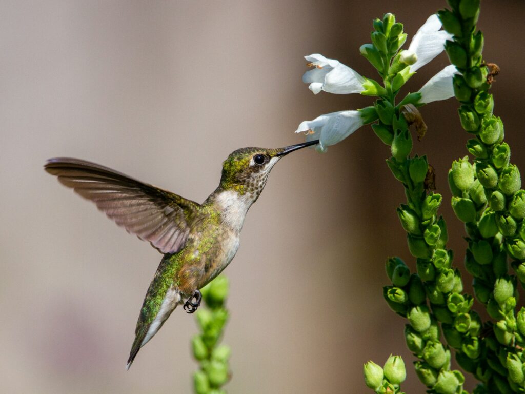 A Ruby-throated Hummingbird feeds from white blossoms.