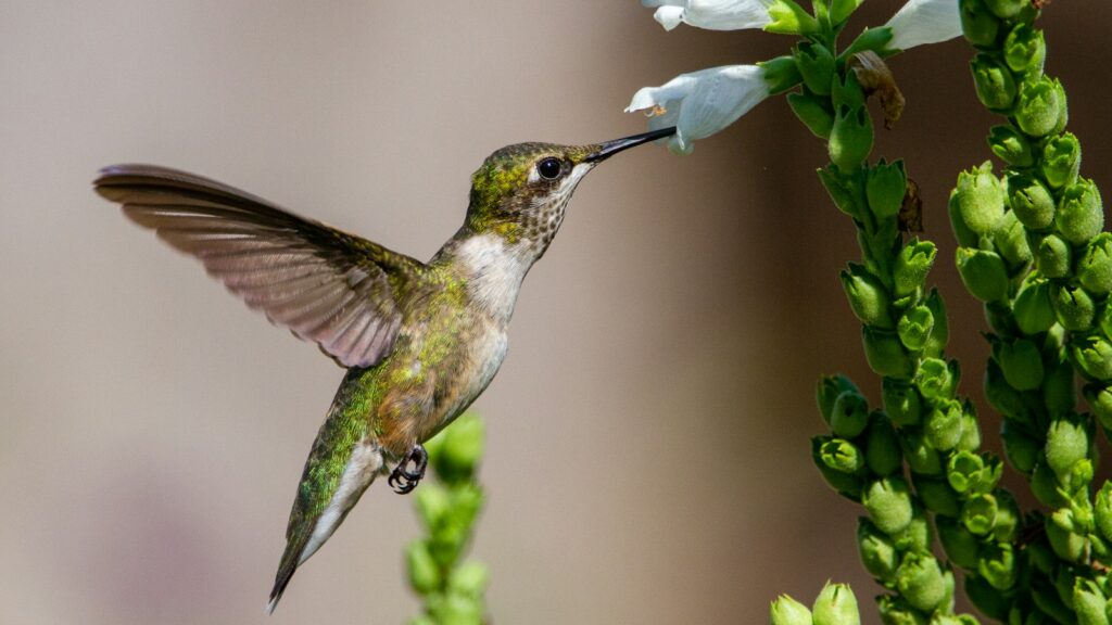 A Ruby-throated Hummingbird feeds from white blossoms.