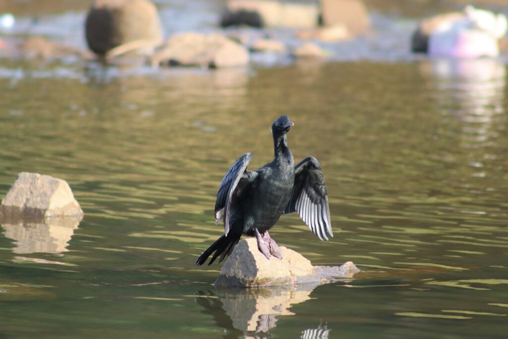 A little cormorant with glossy black plumage spreads its wings while standing on a rock in the water.