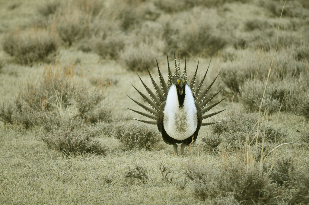 A greater sage-grouse with a white chest and spiky tail feathers stands in a sagebrush environment.