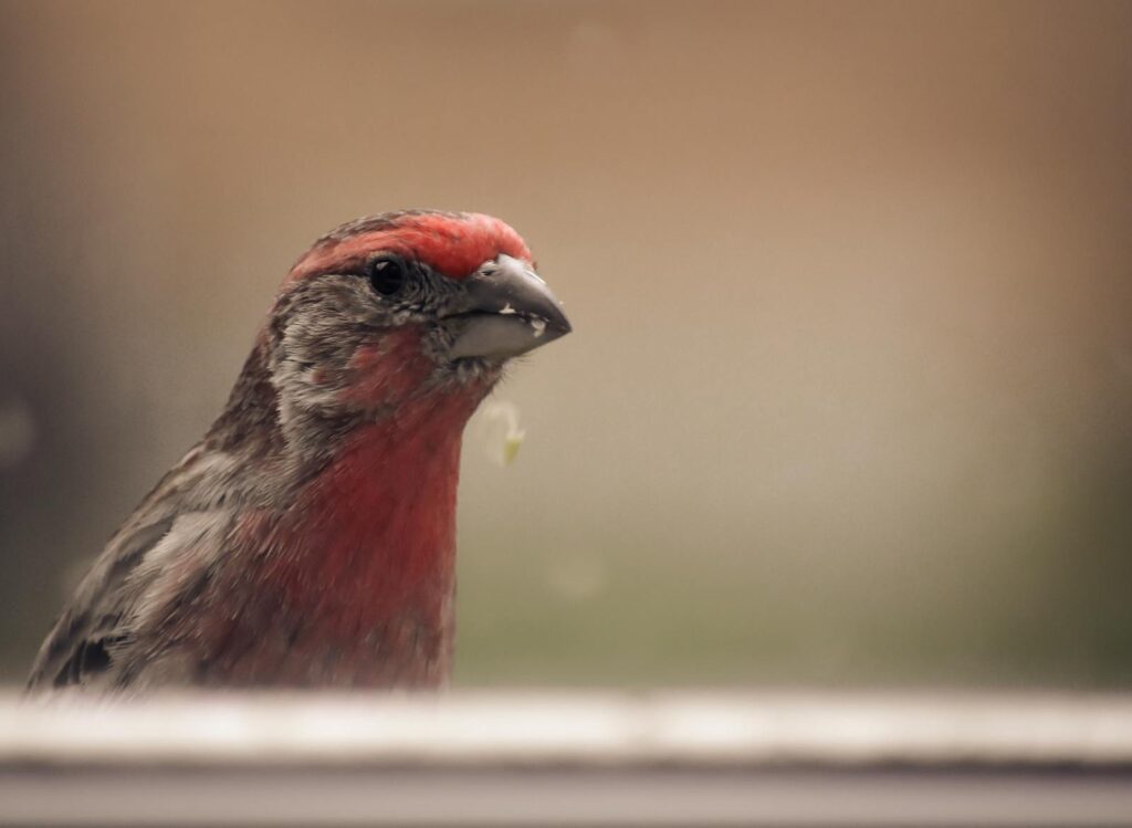 Vibrant house finch captured in a serene outdoor setting with blurred background.