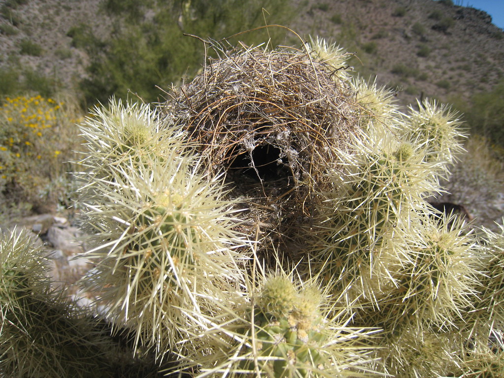 A cactus wren's nest is securely built within the sharp spines of a cholla cactus.