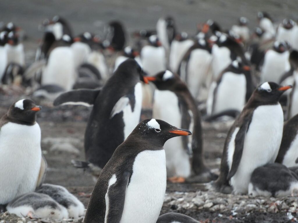 Gentoo penguins gather on a rocky shore, showcasing their vibrant orange beaks.