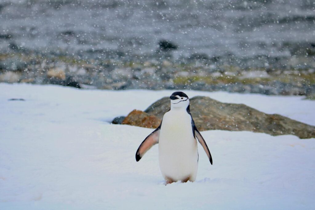 Chinstrap penguin standing serenely on a snowy shore.