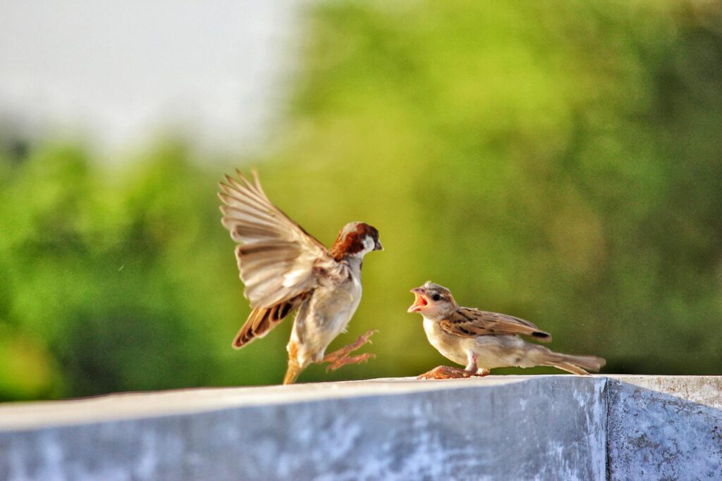 Two lively sparrows captured on a ledge, showcasing nature's interaction.