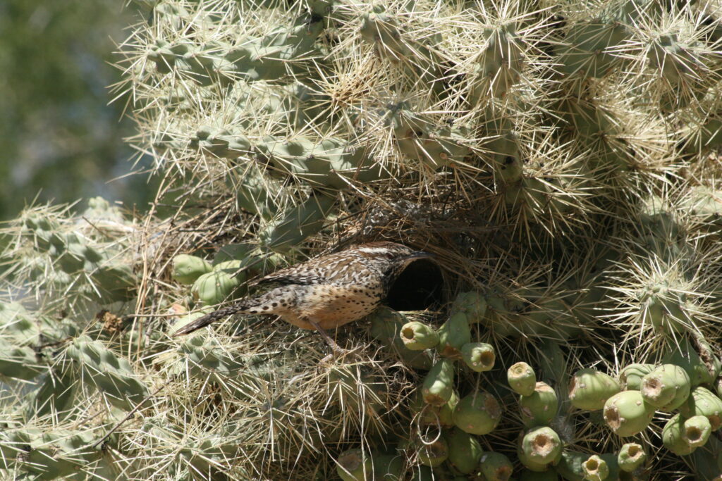 A cactus wren perches near its bulky nest built within a spiky cactus.