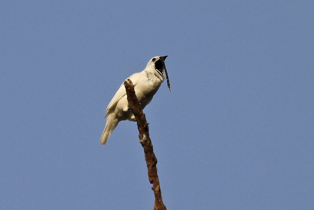 A White Bellbird perches on a bare branch, holding prey.